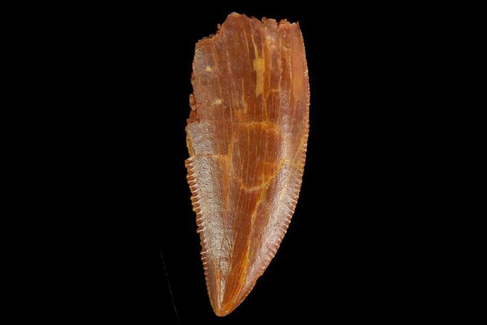 Serrated, Raptor Tooth - Real Dinosaur Tooth #130333
